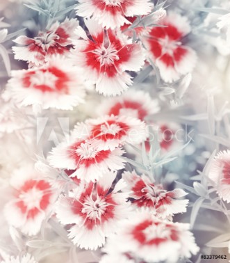 Picture of Carnation Flowers Background